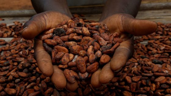 Why the price of chocolate’s key ingredient skyrocketed in 2024 – MASHAHER