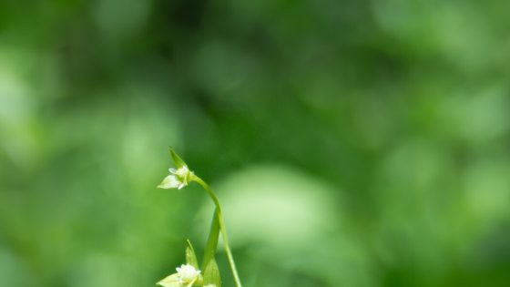 In Vermont, a Glimpse of a Plant Last Seen a Century Ago – MASHAHER