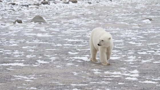 If Paris Agreement Goals Are Missed, These Polar Bears Could Go Extinct – MASHAHER