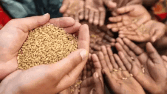 Cabinet approves MSP for 14 Kharif crops | India News – MASHAHER