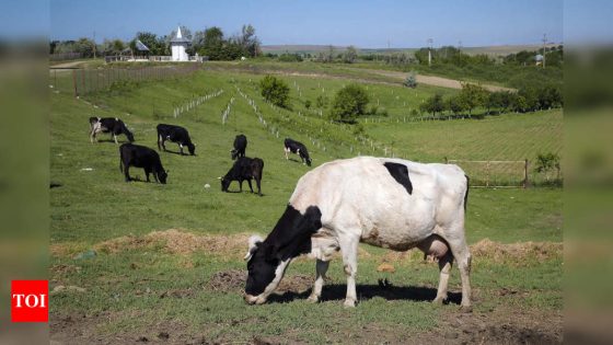 $100 per cow: Why Denmark is imposing tax on livestock farts – MASHAHER