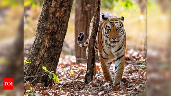 India becomes first nation to prepare full list of fauna: Why it matters | India News – MASHAHER