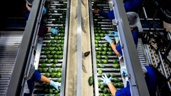 U.S.D.A. Suspends Avocado Inspections in Mexico, Citing Security Concerns – MASHAHER