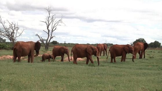 Elephants Call Each Other by Name: Study – MASHAHER