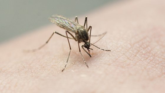 Health district reports highest level of mosquito activity ever in Las Vegas valley; 16 zip codes test positive for West Nile virus – MASHAHER