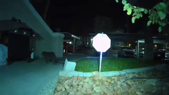 Mountain lion sighting puts Las Vegas valley community on edge – MASHAHER