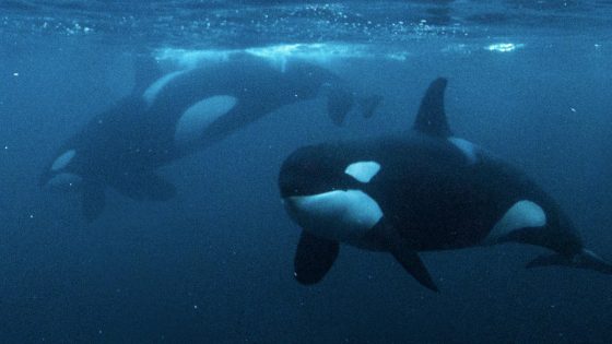 Orcas are eating sharks in the Gulf of California — and it may be happening more than we think, experts say – MASHAHER