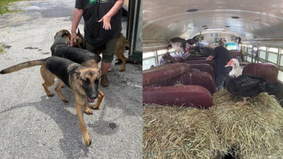 Several animals rescued from “horrific” Adams County school bus case put down – MASHAHER