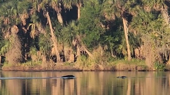 Watch as fearless bear fights off 2 alligators swimming in Florida river – MASHAHER