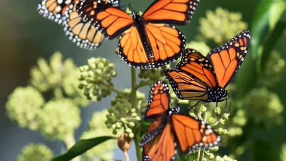 Butterflies Are in Decline. New Research Points to Insecticides. – MASHAHER