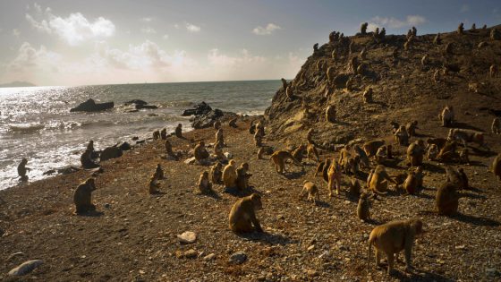 Monkeys in Puerto Rico Got Nicer After Hurricane Maria – MASHAHER