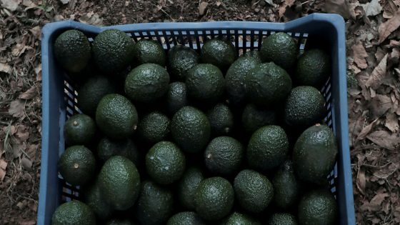 U.S.D.A. Avocado Inspectors Will Start Returning to Mexican Packing Plants – MASHAHER