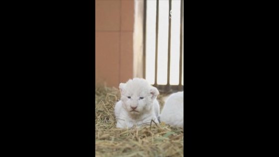 WATCH: Zoo shows off white lion cubs – MASHAHER