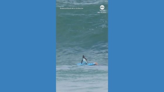 WATCH: Athletic penguin shows off skills on bodyboard – MASHAHER