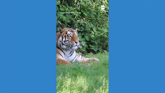 WATCH: Endangered Amur tigers meet for 1st time at safari park – MASHAHER