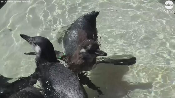 WATCH: Penguin chicks have 1st swimming lesson at London zoo – MASHAHER