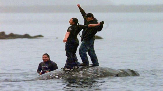 Washington’s Makah Tribe could once again harpoon whales as US waives conservation law – MASHAHER