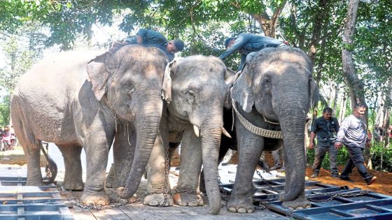 Action may be taken on those responsible for deaths of elephants in Kluang, says exco chairman – MASHAHER