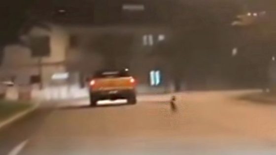 Video claiming to show dog being abandoned goes viral online – MASHAHER