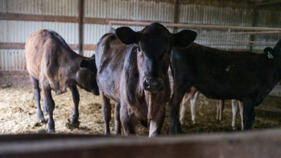 How Does Bird Flu Spread in Cows? Experiment Yields Some ‘Good News.’ – MASHAHER