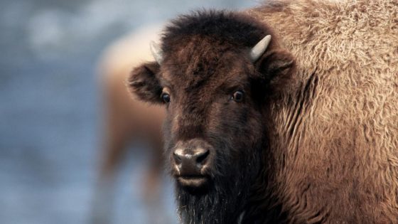 Camera-happy hikers show you how not to photograph bison at Yellowstone – MASHAHER