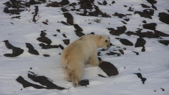 Grolar bear hybrids in N.W.T. all traced back to same ‘strange’ female polar bear – MASHAHER