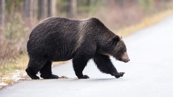 Grizzly Bear Seen Chasing Down Moose in Wild Montana Video – MASHAHER