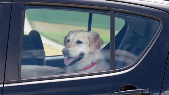 Florida Woman Leaves Dog in Hot Car While Attending Meeting – MASHAHER