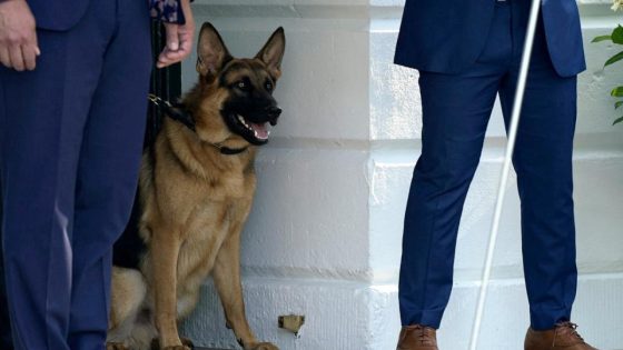 Biden’s dog Commander bit Secret Service agent while president was walking him, records show – MASHAHER