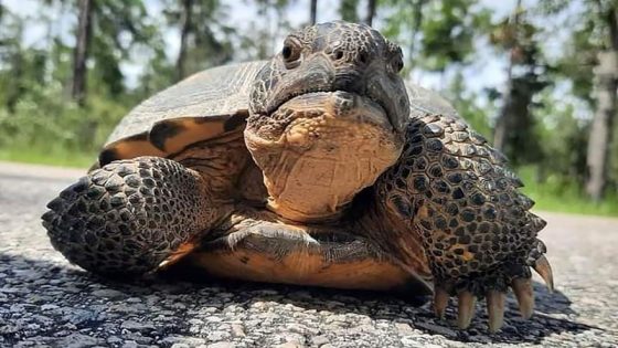 More than 100 tortoises were removed from burrows at Hyundai site ahead of construction – MASHAHER