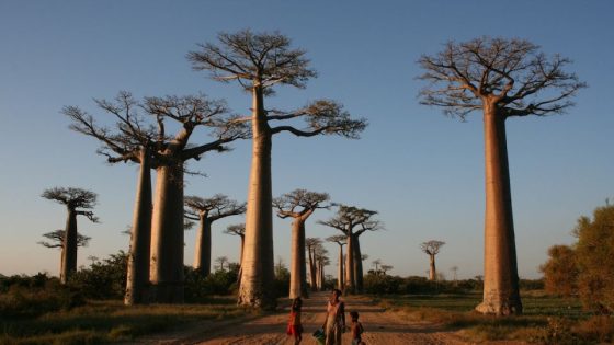 Finally, an answer to a mystery surrounding these 1,000-year-old trees – MASHAHER