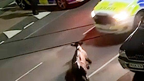 New unseen footage of police ramming cow shows full extent of horror in Staines – MASHAHER