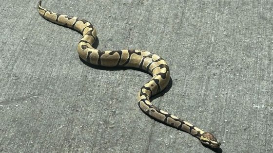 Snake slithering on NYC sidewalk captured in bucket – MASHAHER