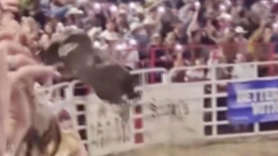 Video shows bull jumping over fence at rodeo in Oregon – MASHAHER