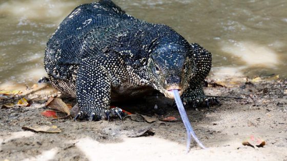 Woman Spots 5-Foot-Long Monster Lizard While Driving – MASHAHER