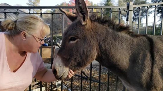 A pet donkey ran away. Five years later, he’s living with a wild elk herd. – MASHAHER