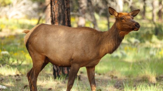 Colorado tourist learns the hard way that elk don’t care how small your dog is – it might still be a wolf – MASHAHER