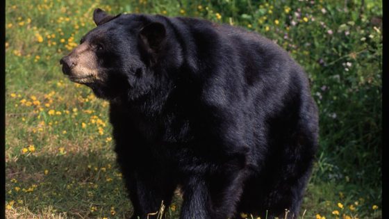 California woman was harassed by aggressive black bear she named ‘Big B—ard’ before fatal mauling in home – MASHAHER