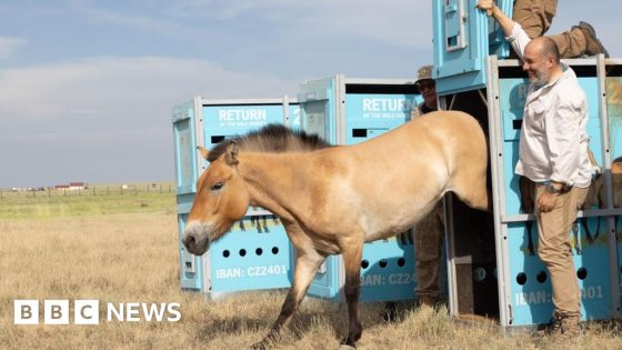 Przewalski’s horses return to Kazakhstan steppes after 200 years – MASHAHER