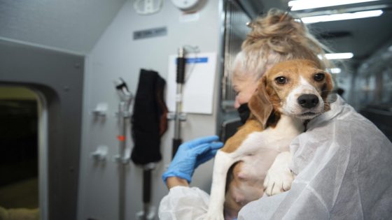 Company that bred beagles for research pleads guilty to neglect, ordered to pay record $35M fine – MASHAHER