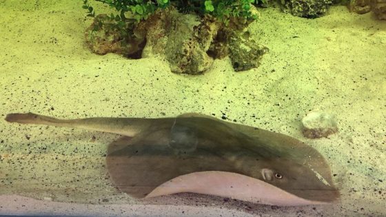 Charlotte the stingray not pregnant, has disease, says North Carolina aquarium: ‘Truly sad’ – MASHAHER