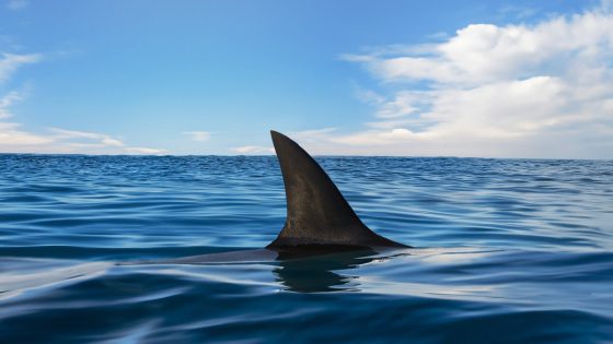 7-Foot Shark Swims at Full Speed Toward Shore Full of Stunned Beachgoers in Spain – MASHAHER