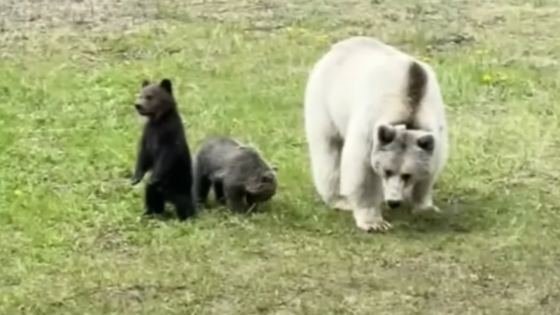 Tragic Death of Extremely Rare White Grizzly Bear & Cubs in Canada Has Everyone Devastated – MASHAHER