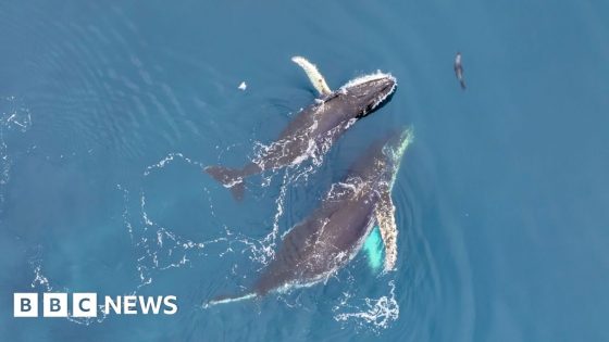 Antarctic whale ‘acrobatics’ revealed in drone footage – MASHAHER