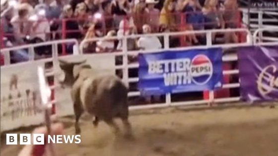 Watch: Moment rodeo bull hops arena fence and shocks crowd – MASHAHER