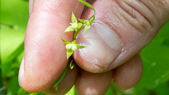 They thought this rare, tiny flower was extinct since WWI. Now it’s a symbol of hope – MASHAHER