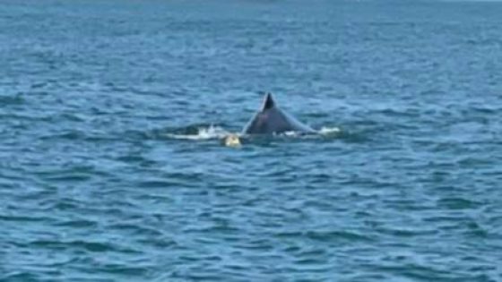 Whale trapped in ‘cray pot’ near Mullaloo Beach, fisheries attach tracker and recommence efforts on Saturday – MASHAHER