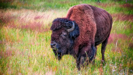 Yellowstone tourist decides to take a break and sit down in a field of bison – it proves a poor choice – MASHAHER