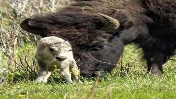 Reported birth of rare white buffalo calf in Yellowstone park fulfills Lakota prophecy – MASHAHER