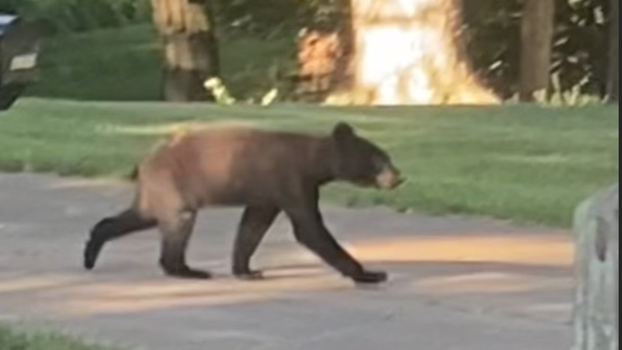 More bear cub sightings reported in St. Louis County – MASHAHER